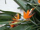 bird-of-paradise